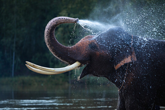 Asian elephants with their beautiful tusks enjoy bathing in the river.