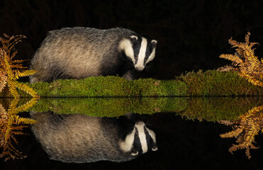 Badger, Scientific name: Meles Meles, Wild, European badger in Autumn, on green moss and looking into perfectly still water creating a flawless, mirror reflection in the dark water. Copy space © Moorland Roamer