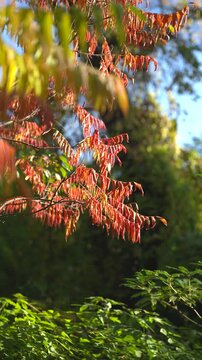 Red and orange leaves of staghorn sumac move in wind during sunny autumn weather. 