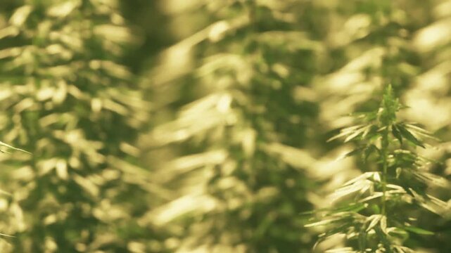 Rows of green hemp plants grow in a field while bathed in warm natural sunlight during the day.