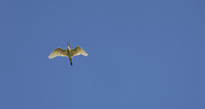 Cattle Egret (Bubulcus ibis) viewed from below with its wings fully spread while flying against a clear blue sky.