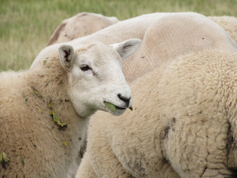 Close-up of white sheep eating a green leaf in pasture