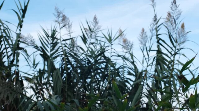 4k footage of Green reeds rack focus from soft blur to sharp detail against clear blue sky