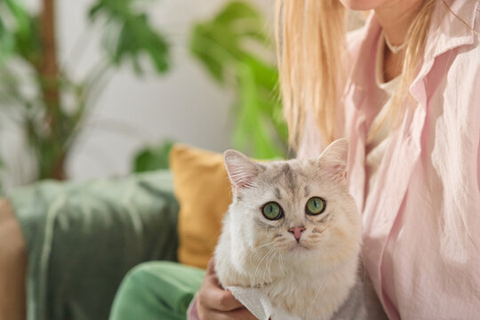 A woman gently holds a silver cat beside green houseplants. The close portrait highlights the animal green eyes and soft fur.