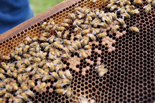 honey bees on wooden hive frame