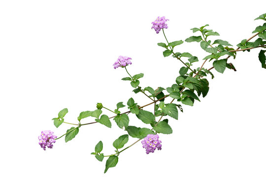 purple flowers isolated 