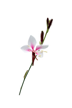 pink  flower isolated