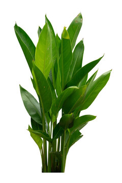 Bird of paradise leaves plant isolated