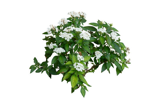 white flower green leaves isolated 