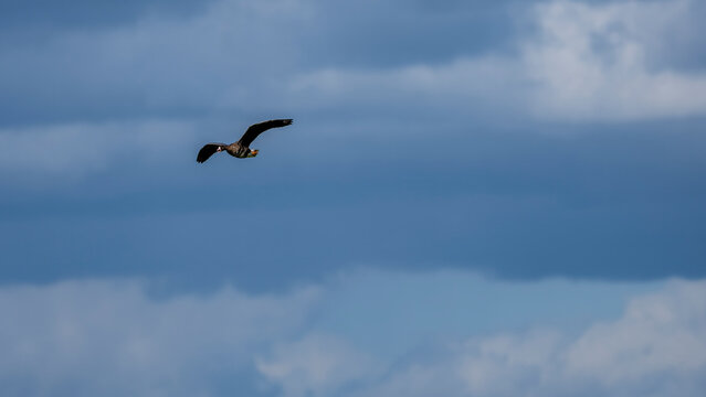 Graug&auml;nse im Flug bei bew&ouml;lktem Himmel