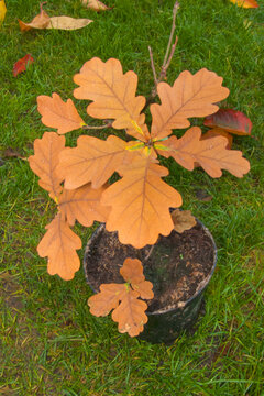 Young oak sapling with orange autumn leaves in plastic pot