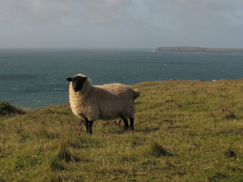 Wooly sheep standing in a green clifftop pasture overlooking the open sea