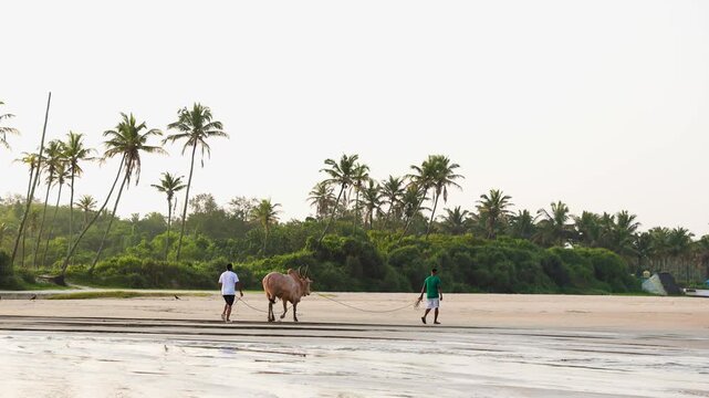 Mandrem beach scene with men walking a cow near palm trees in Goa