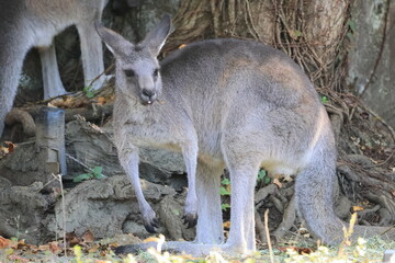 カンガルー © kosumi