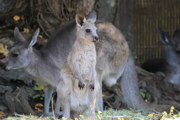 カンガルー © kosumi