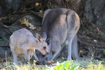 カンガルー © kosumi