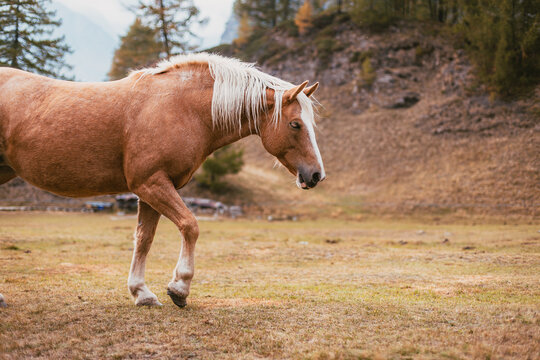 Free horse walks across an autumn pasture beneath scenic Alpe Devero peaks