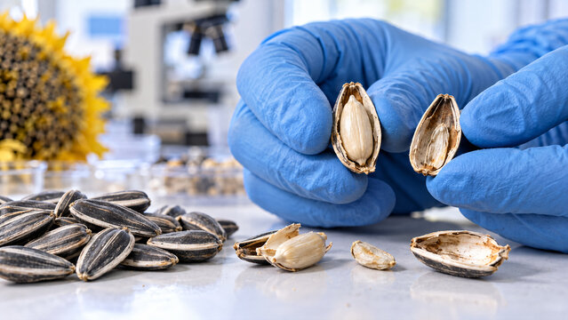 Natural seed processing examines sunflower seeds shells and kernels