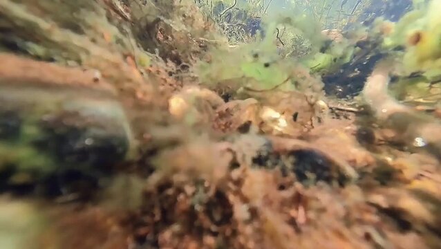 Small Fish Swimming Among Aquatic Plants on a Shallow Stream Bed