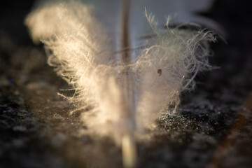 Soft golden sunlight illuminating the fluffy down of a bird feather © Kieran