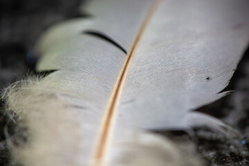 Macro close up of a grey bird feather lying on a dark stone surface  © Kieran
