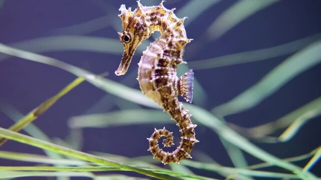Stunning macro shot of a hippocampus abdominalis, a species of seahorse, floating peacefully in the water, with its delicate dorsal fin gently propelling it forward among the reeds