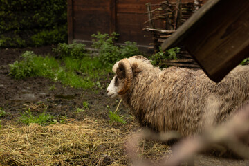 Side view of a woolly ram on hay in Norway during autumn travel © Olya