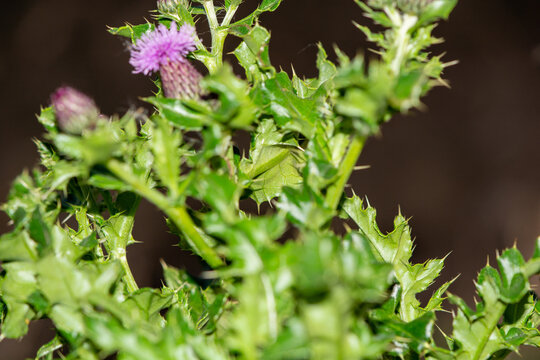 Close up view of a spiky green creeping thistle plant with a purple flower bud
