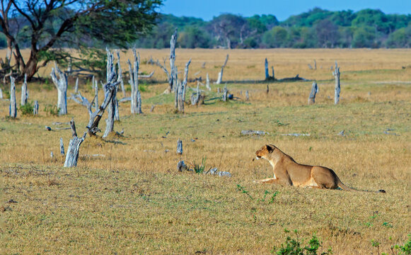 Lioness in stalking mode against a natural savannah background in Hwange National Park, Zimbabwe