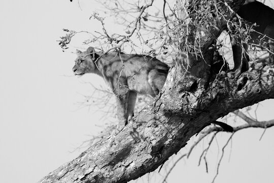 Lion cub in tree in black and white, Hwange National Park, Zimbabwe