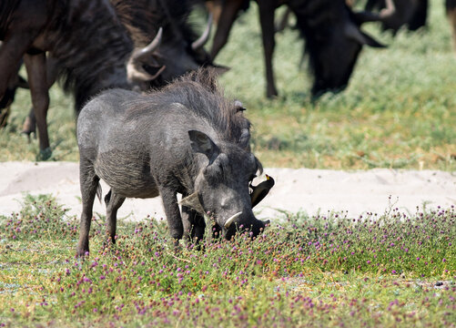 Warthog feeding with an oxpecker on the side of his face.  There is an out of focus herd of wldebeest in the background. Hwange National Park, Zimbabwe