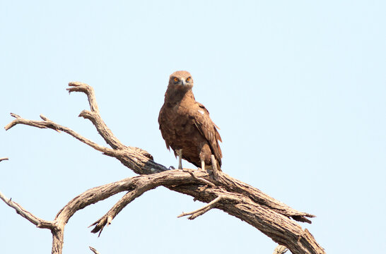Brown Snake Eagle looking directly into camera while perched on a branch with a plain dusky sky