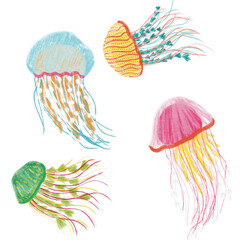 sea shells vector illustration © Myla_