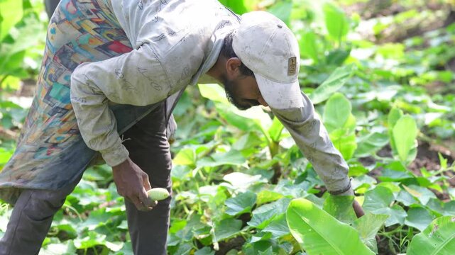 young indian villager  worker working at green cucumber field