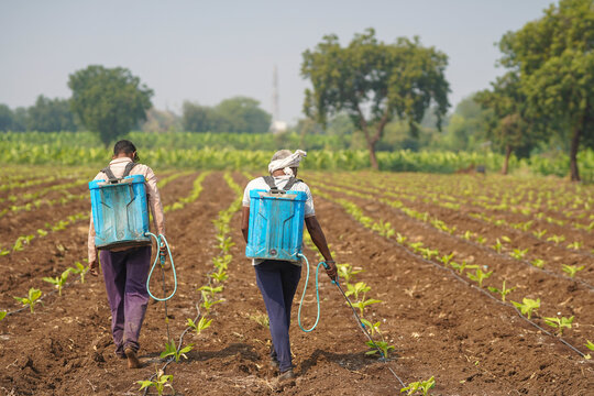 indian farmer spraying fertilizer at green agricultural field