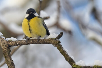 great tit on tree brunch in winter time © Laurentiu Iordache