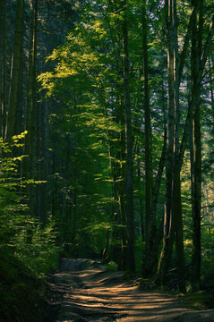 Straight trees in forest and sun light
