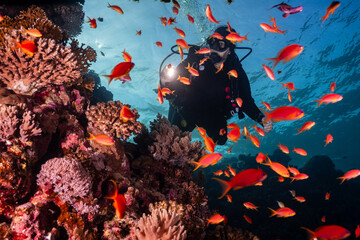 Woman scuba diver with torch among anthias on coral reef, Red Sea © feel4nature