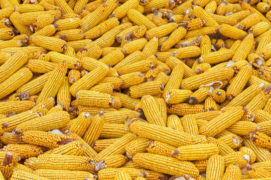 Bright yellow corncobs, spread out on the ground to dry