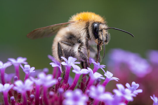 A closeup of a common carder bumblebee (Bombus pascuorum) on purpletop vervain (Verbena bonariense) flower