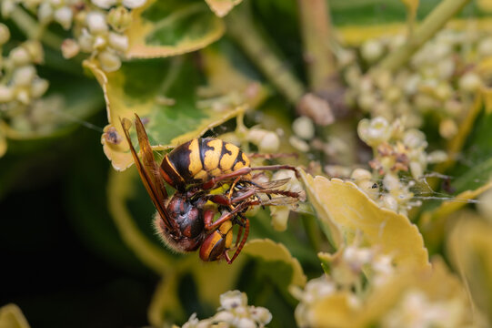 A closeup of a European hornet (Vespa crabro) feeding on a wasp (Vespula spec.)