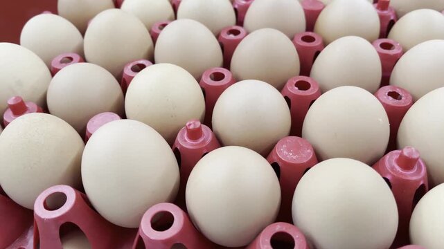 Extreme close up of fresh brown chicken eggs inside red plastic tray