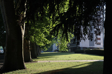 Sunlit lawn and trees beside a modern building © 상수 설