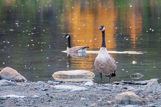 Canada Geese Standing and Swimming in Mountain Lake