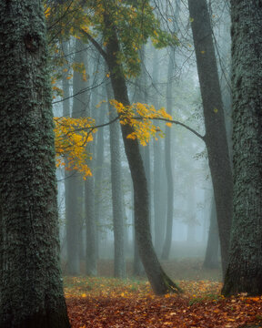 autumn in the forest