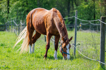Chestnut horse grazing beside a wire fence in a green pasture during daylight © Fleuronica