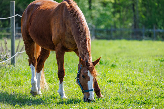 Chestnut horse grazes in a fenced green pasture during daylight