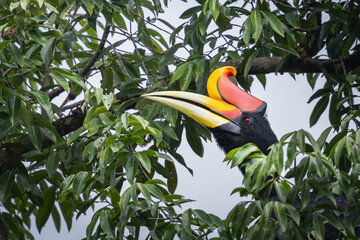 Rhinoceros hornbill with bright orange and red casque and yellow beak perched among green leaves in tropical forest © Naufal