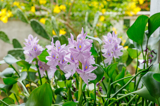 Flowers bloom in a garden filled with greenery and yellow blooms under natural light