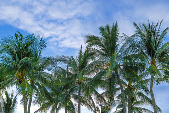 Palm trees stand under a blue sky with some clouds in a tropical location during the day